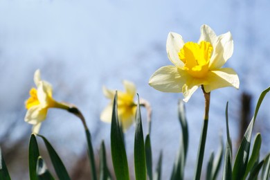 Photo of Beautiful yellow daffodils outdoors on spring day, closeup. Space for text