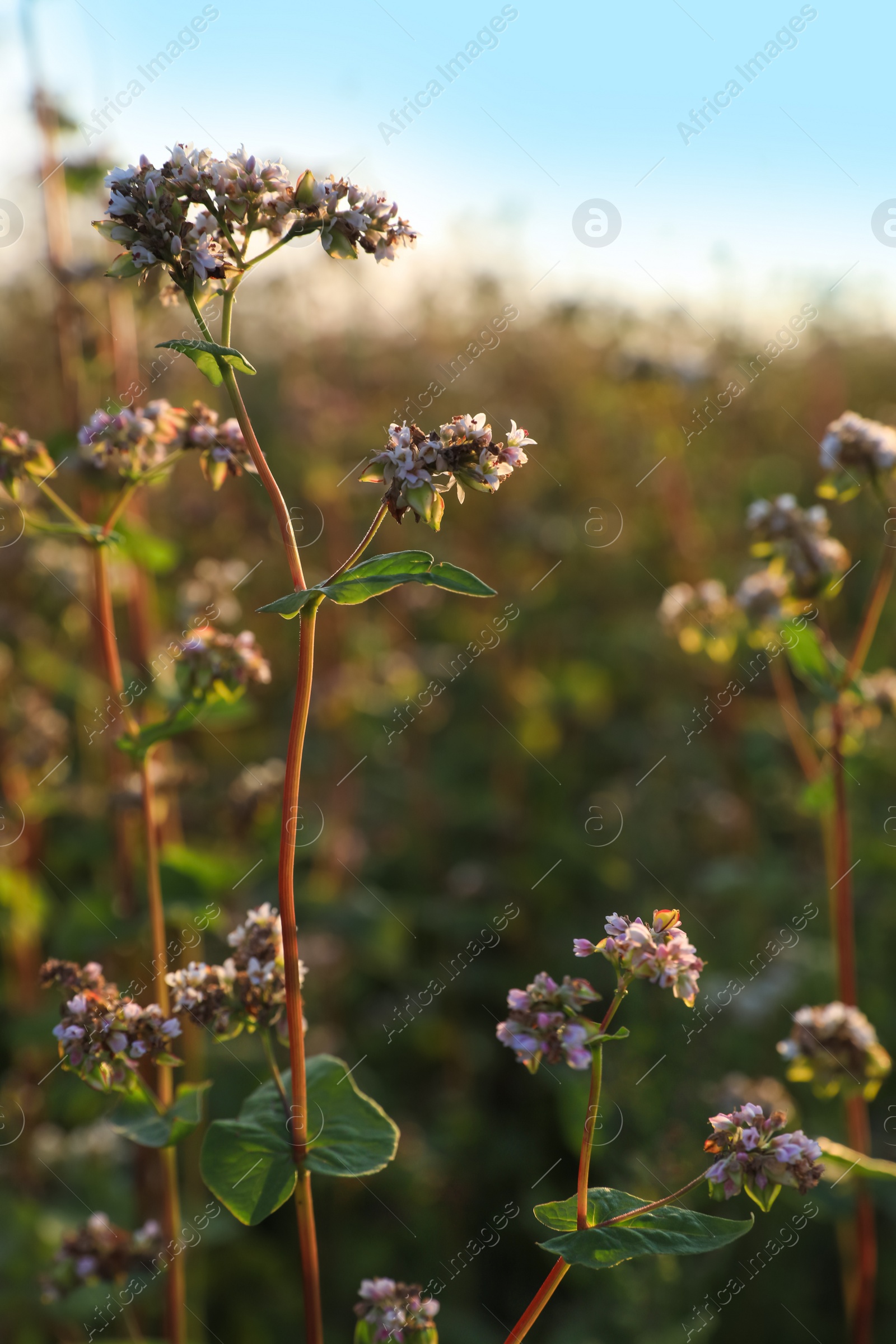 Photo of Many beautiful buckwheat flowers growing in field on sunny day, closeup