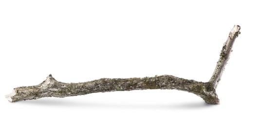 Photo of Old dry tree branch isolated on white