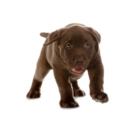 Chocolate Labrador Retriever puppy on white background