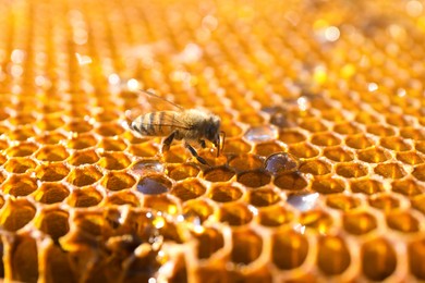 Photo of Closeup view of fresh honeycomb with bee