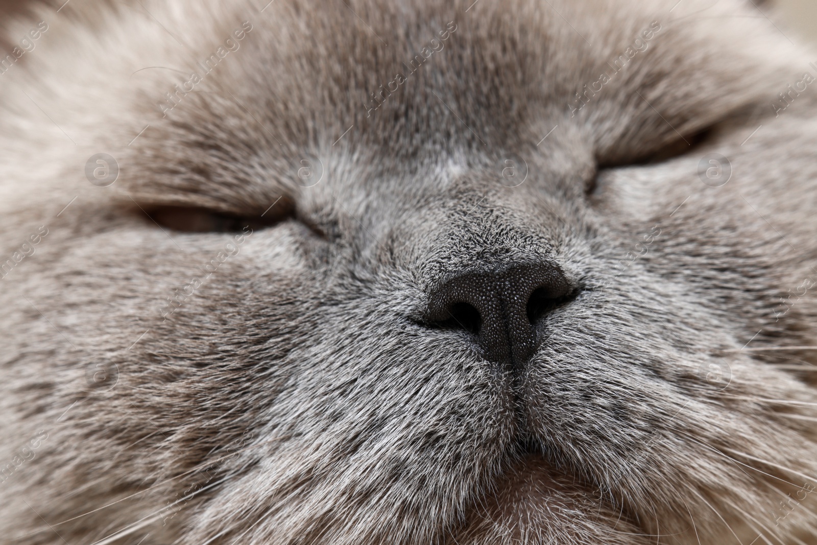 Photo of Adorable cat, macro photo of muzzle. Lovely pet