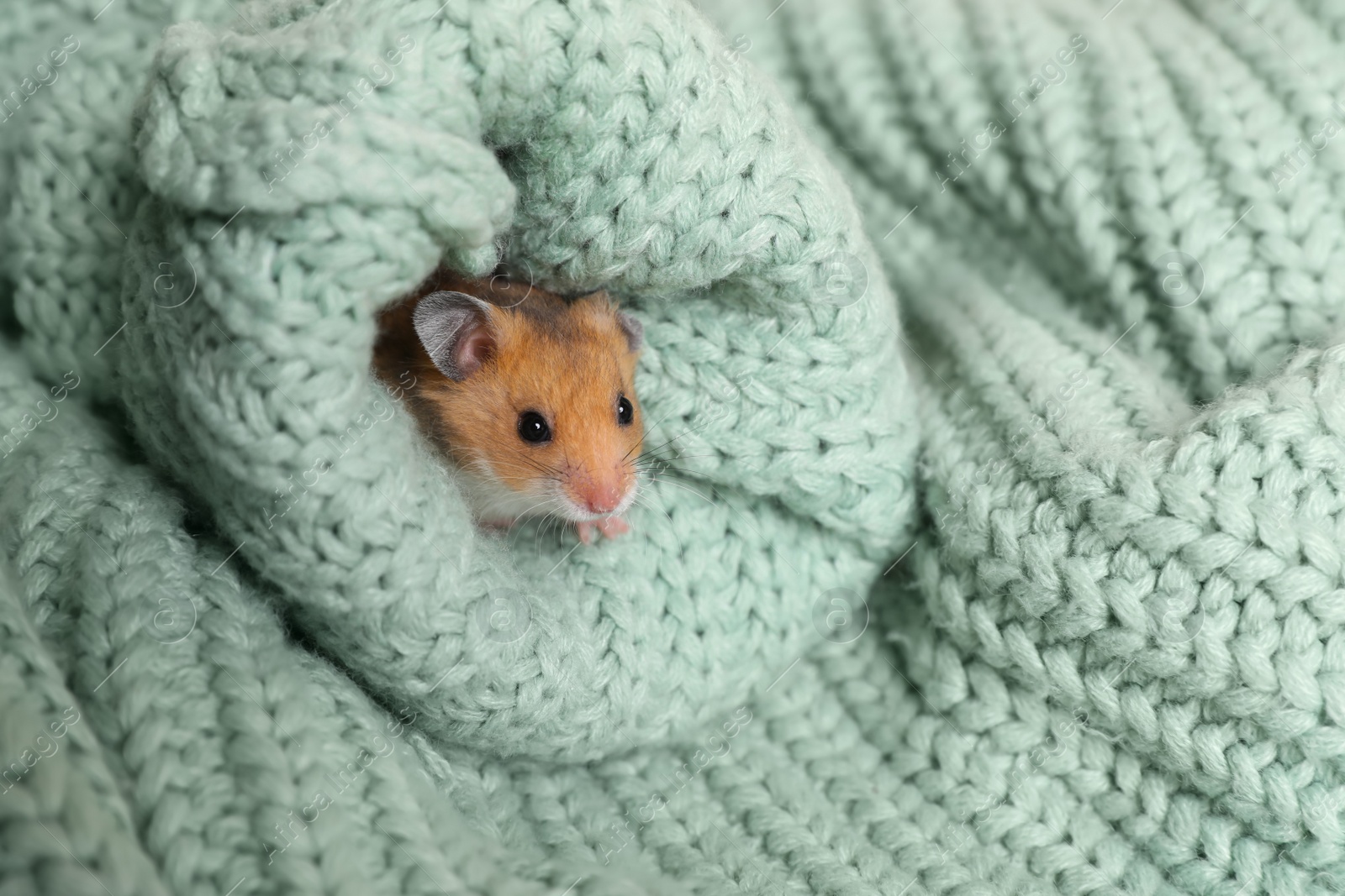 Photo of Cute little hamster in sleeve of green knitted sweater