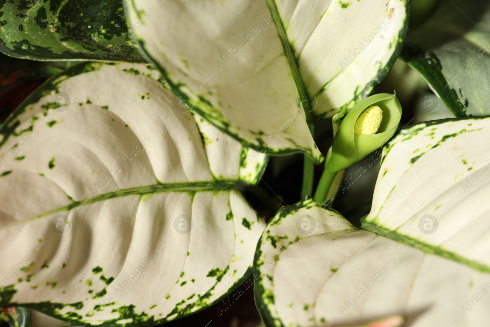 Photo of Aglaonema with beautiful leaves as background, closeup. Tropical plant