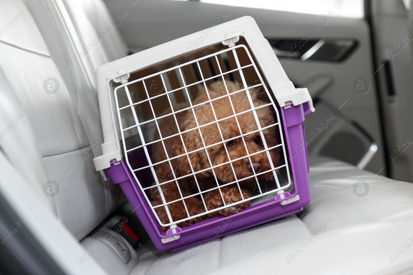 Photo of Cute dog in pet carrier travelling by car