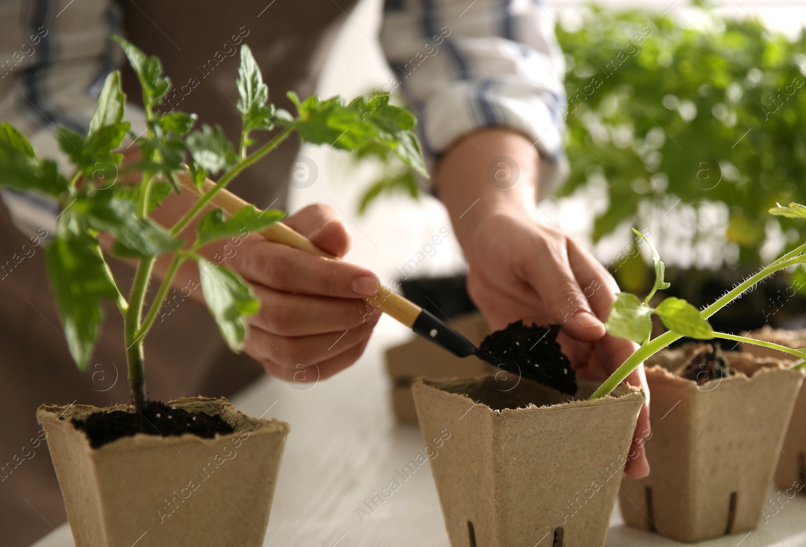 Photo of Woman planting tomato seedling into peat pot at table, closeup