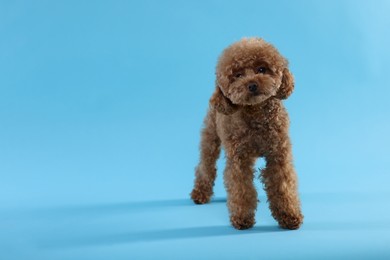 Photo of Cute Maltipoo dog on light blue background, space for text. Lovely pet