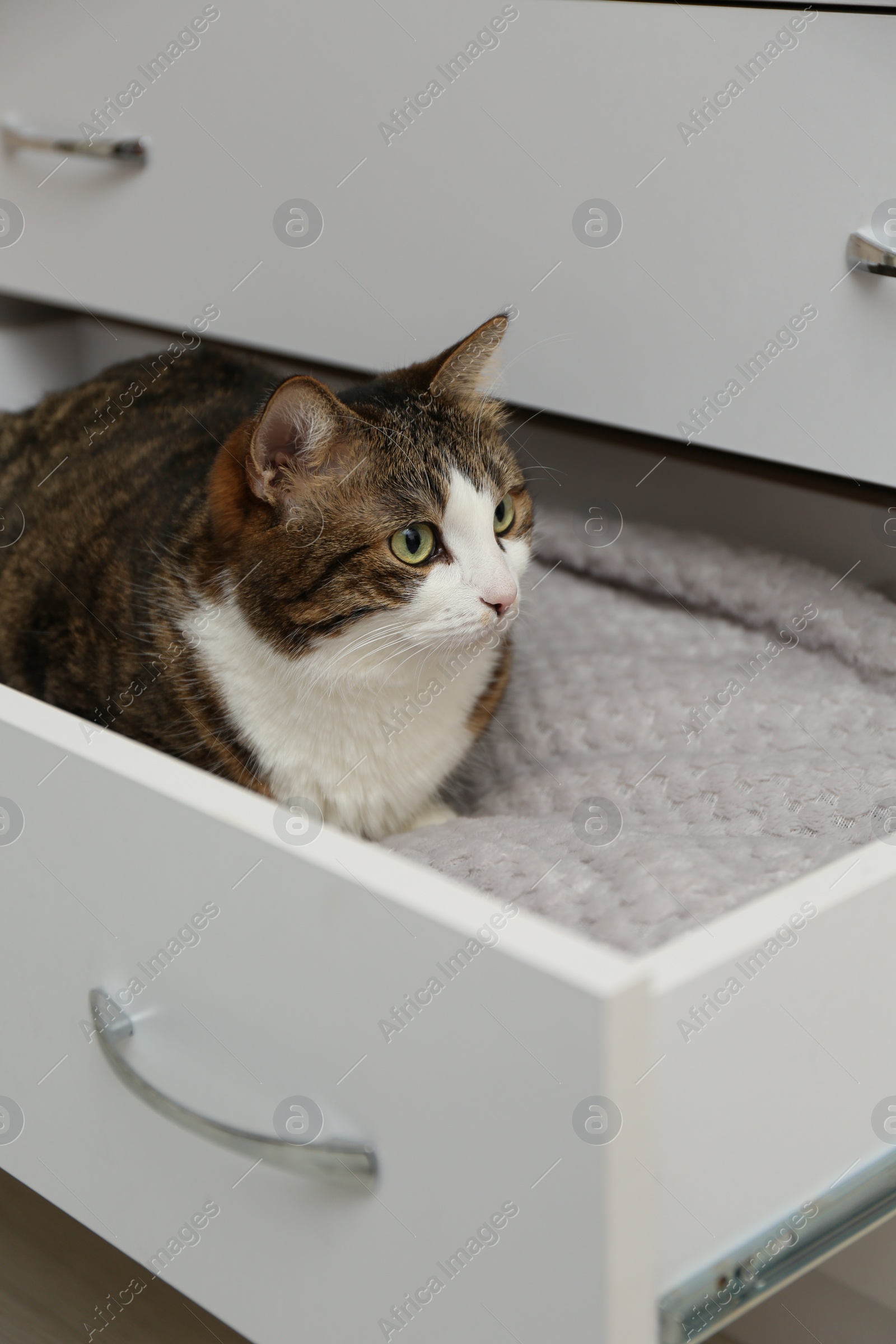 Photo of Cute cat in drawer at home. Lovely pet