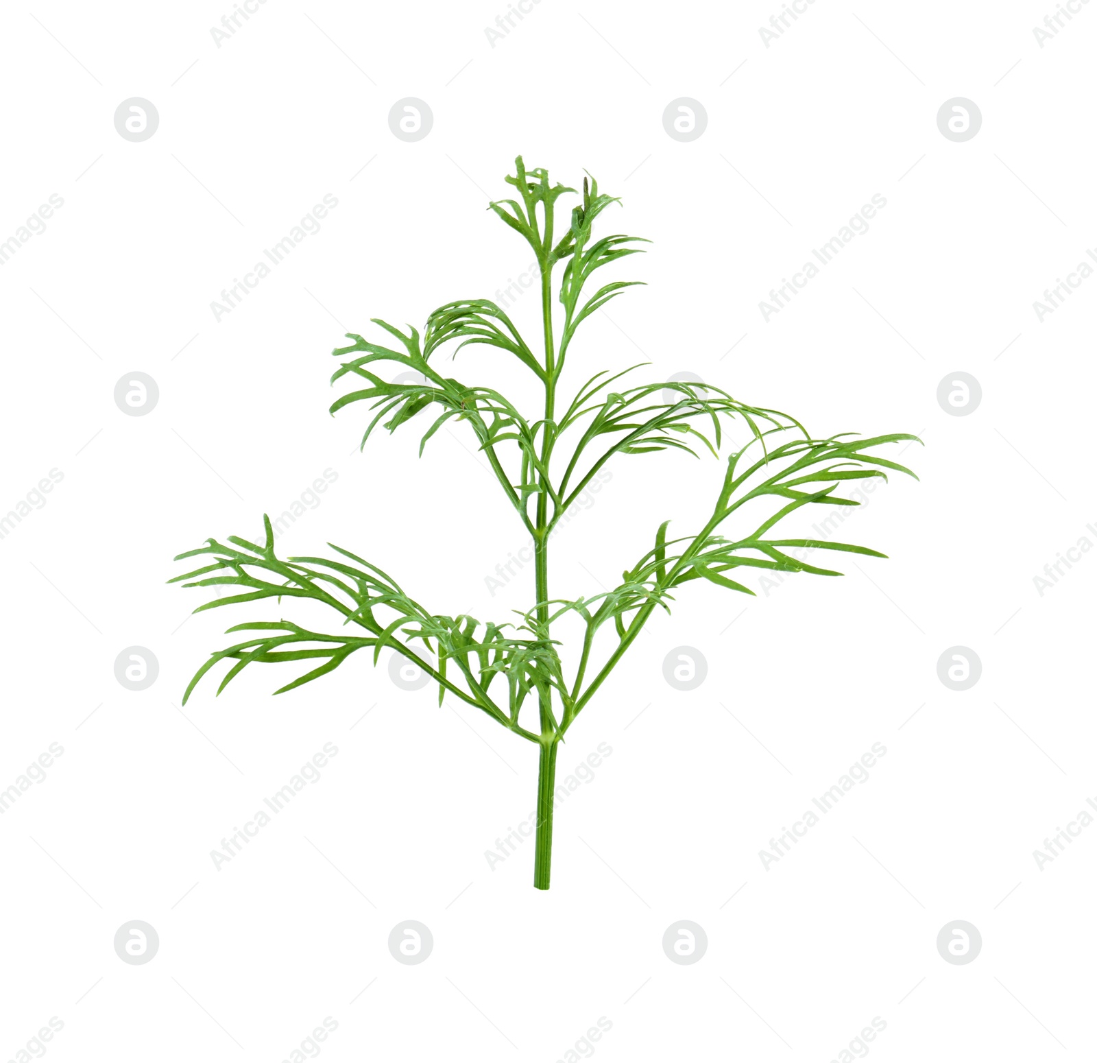 Photo of Sprig of fresh dill isolated on white