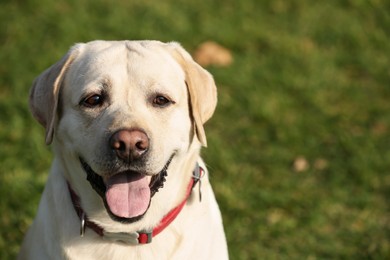 Photo of Yellow Labrador outdoors on sunny day, closeup. Space for text