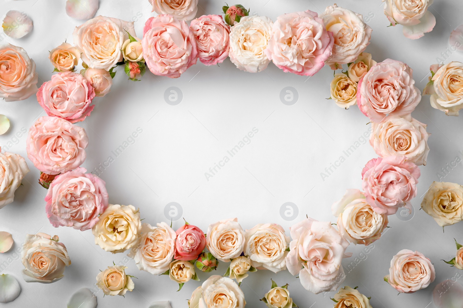 Photo of Flat lay composition with beautiful roses and space for text on white background