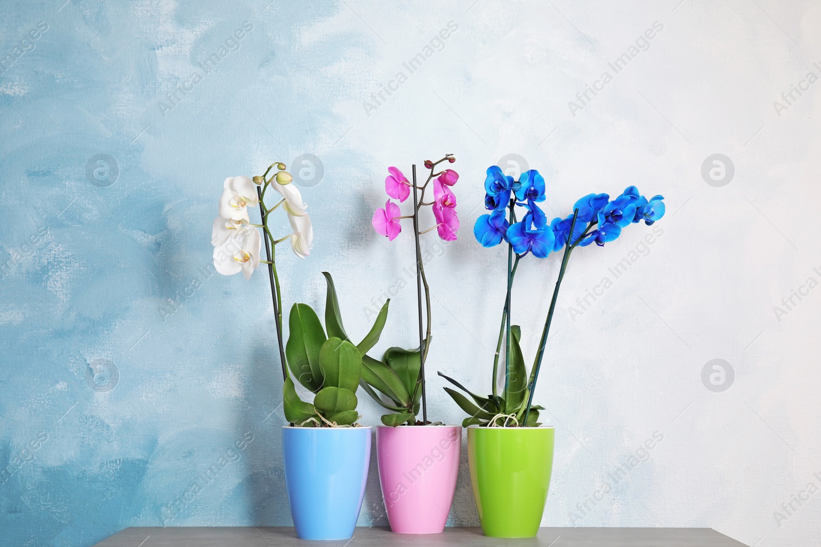 Photo of Beautiful tropical orchid flowers in pots on table near color wall