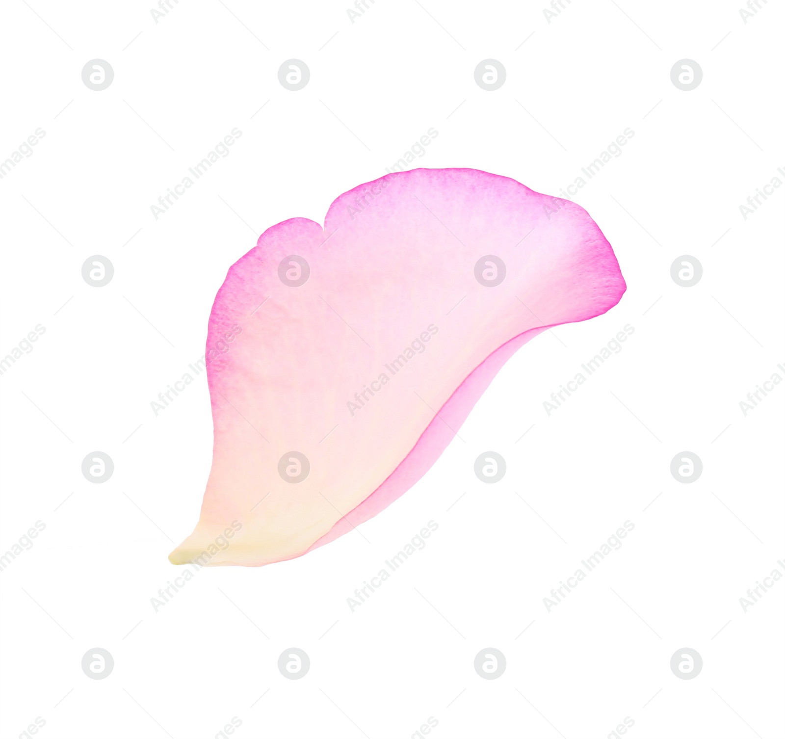 Photo of Tender pink rose petal isolated on white