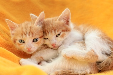 Photo of Cute little red kittens on yellow blanket