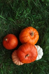 Photo of Many ripe pumpkins among green grass outdoors, flat lay. Space for text