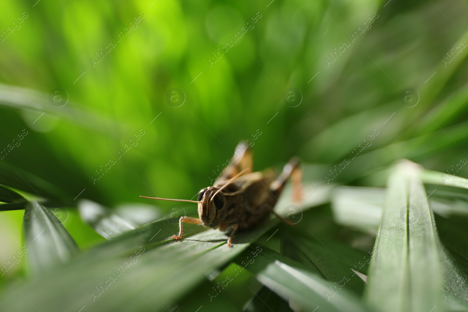 Photo of Common grasshopper on green leaf outdoors. Wild insect