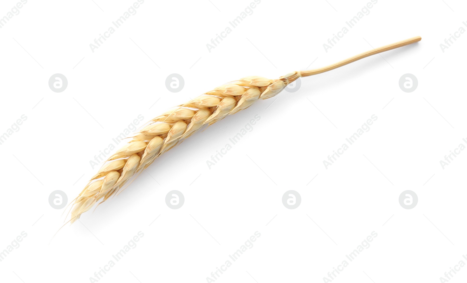 Photo of Spikelet on white background. Healthy grains and cereals