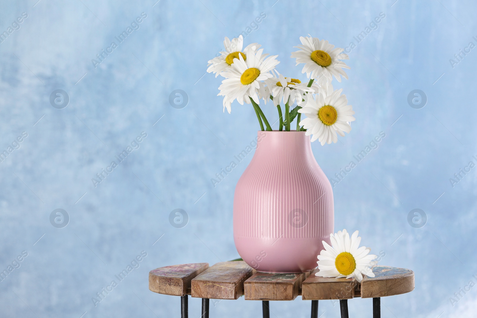 Photo of Beautiful tender chamomile flowers in vase on wooden table against color background, space for text