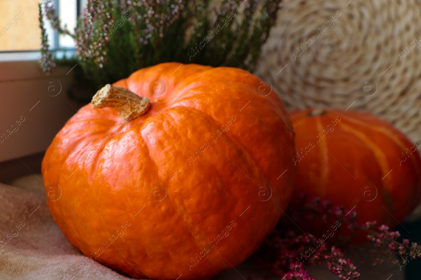 Photo of Pumpkins and beautiful heather flowers near window, closeup