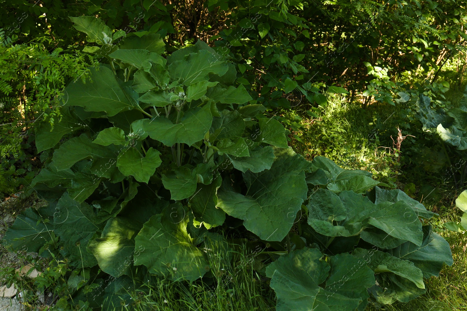 Photo of Burdock plant with big green leaves outdoors
