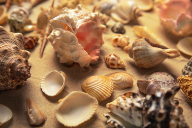 Different beautiful sea shells on sand, closeup