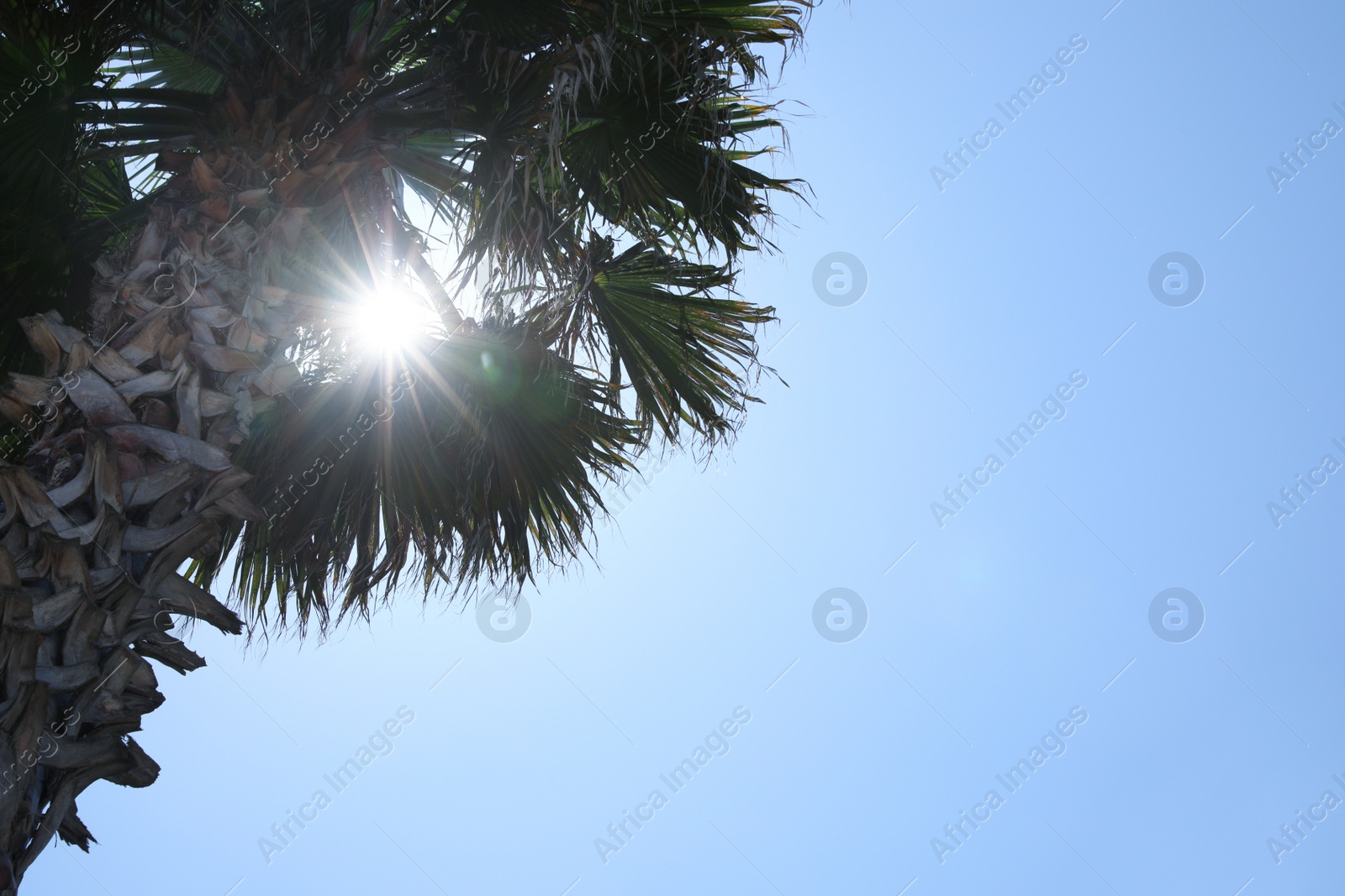 Photo of Beautiful palm tree with green leaves against blue sky, low angle view