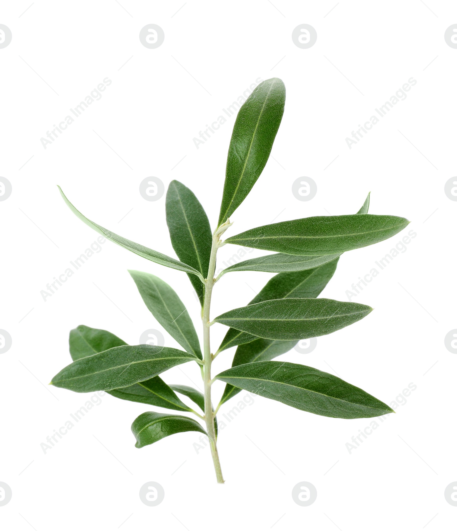 Photo of Twig with fresh green olive leaves on white background