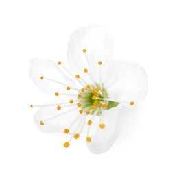 One beautiful spring blossom isolated on white