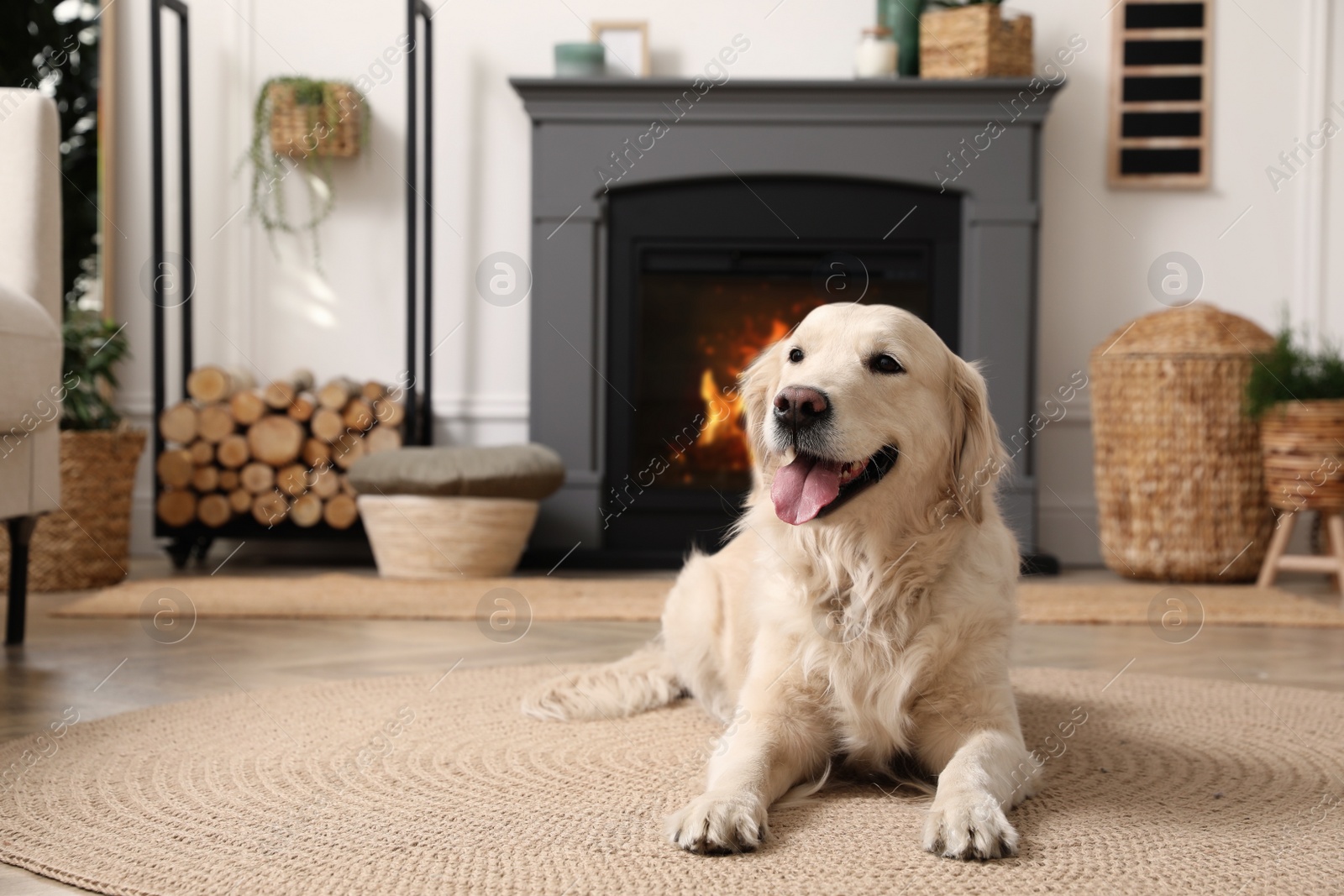 Photo of Adorable Golden Retriever dog on floor near electric fireplace indoors