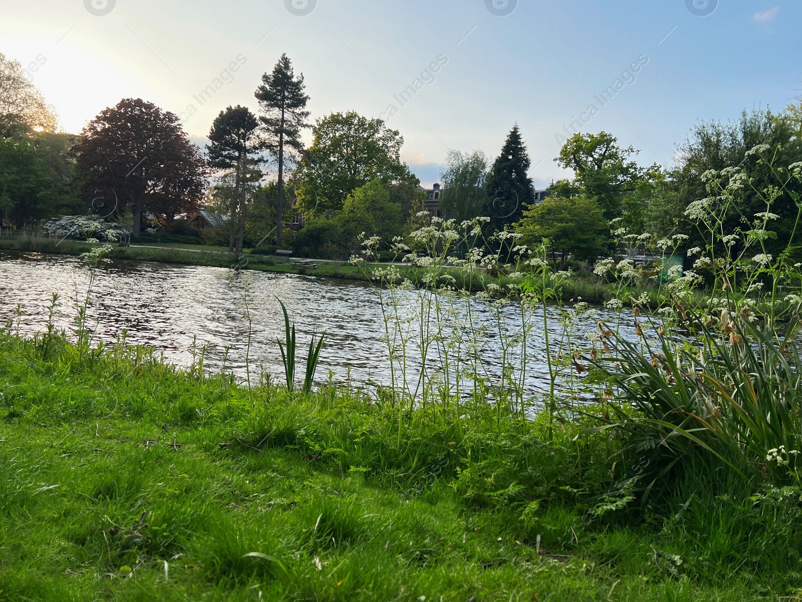 Photo of Picturesque view of beautiful green grass and canal on sunny day