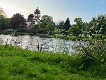 Picturesque view of beautiful green grass and canal on sunny day