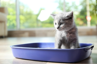 Photo of Cute British Shorthair kitten in litter box at home. Space for text