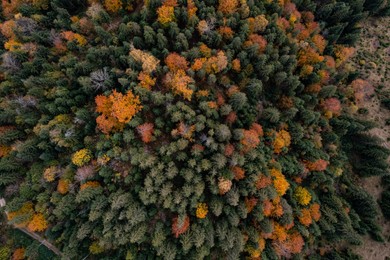 Image of Aerial view of beautiful forest on autumn day