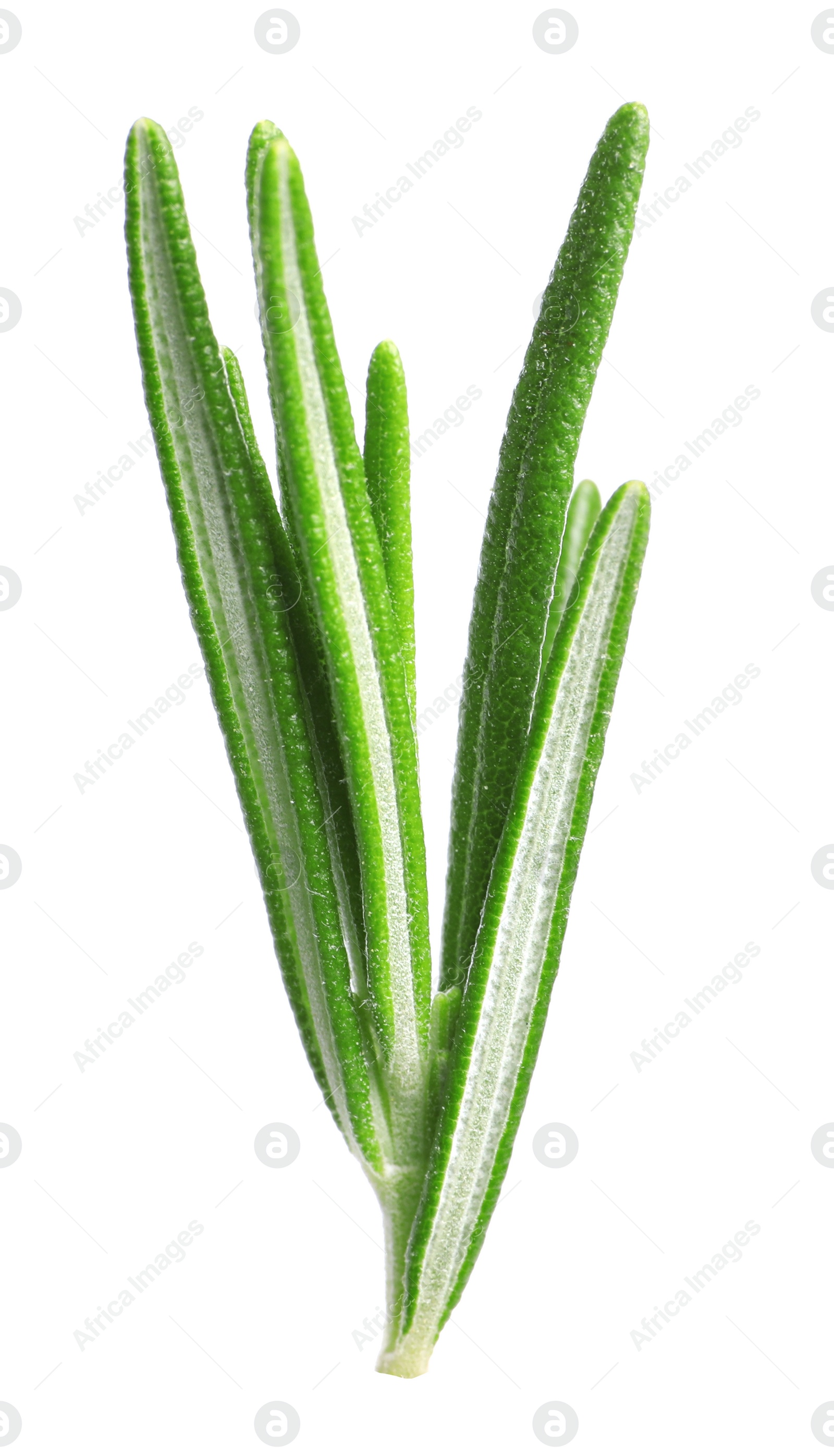 Photo of Sprig of fresh rosemary isolated on white