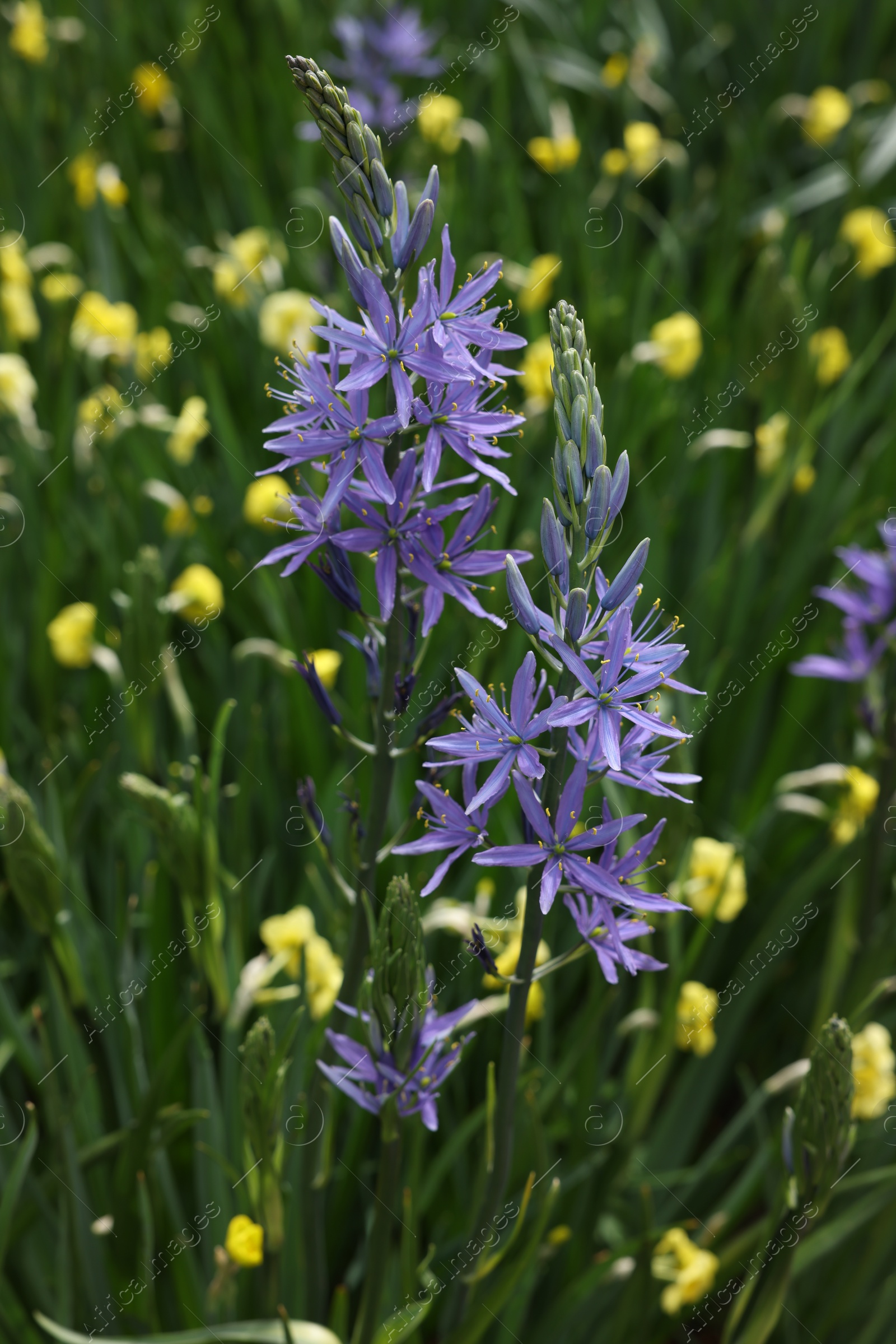 Photo of Beautiful Camassia among yellow flowers growing outdoors, closeup. Spring season