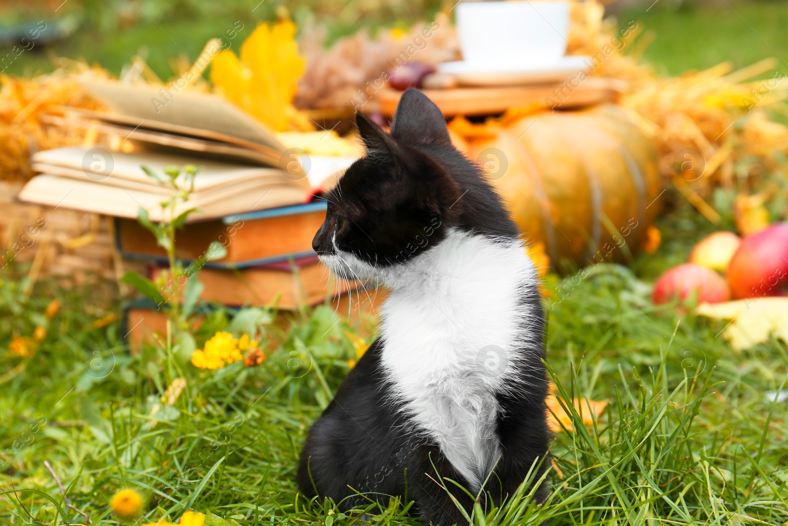 Photo of Adorable black and white kitten sitting on green grass outdoors. Autumn season