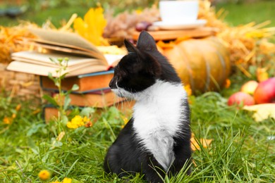 Photo of Adorable black and white kitten sitting on green grass outdoors. Autumn season