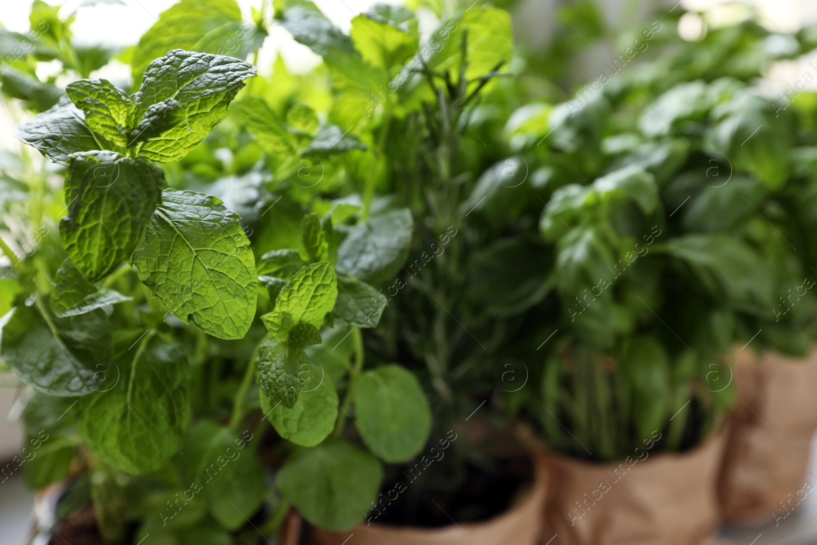 Photo of Aromatic potted mint, closeup view. Healthy herb