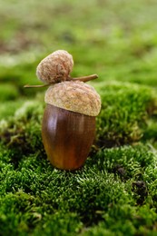 One acorn on green moss outdoors, closeup