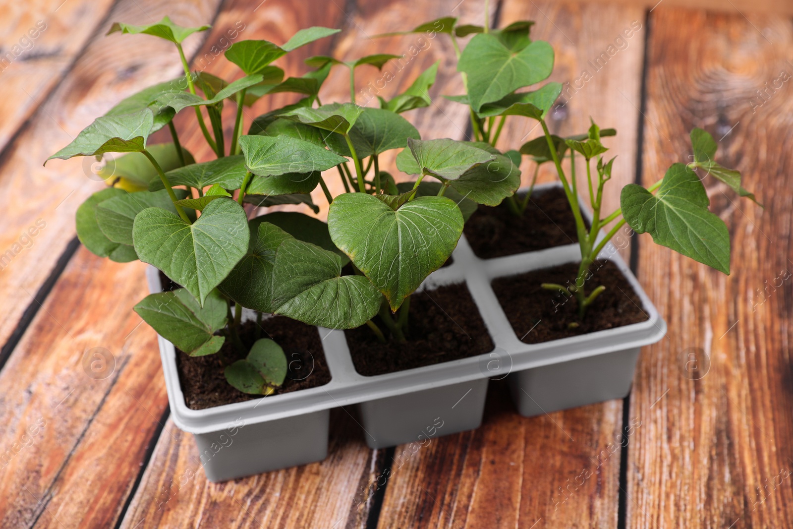 Photo of Seedlings growing in plastic container with soil on wooden table. Gardening season