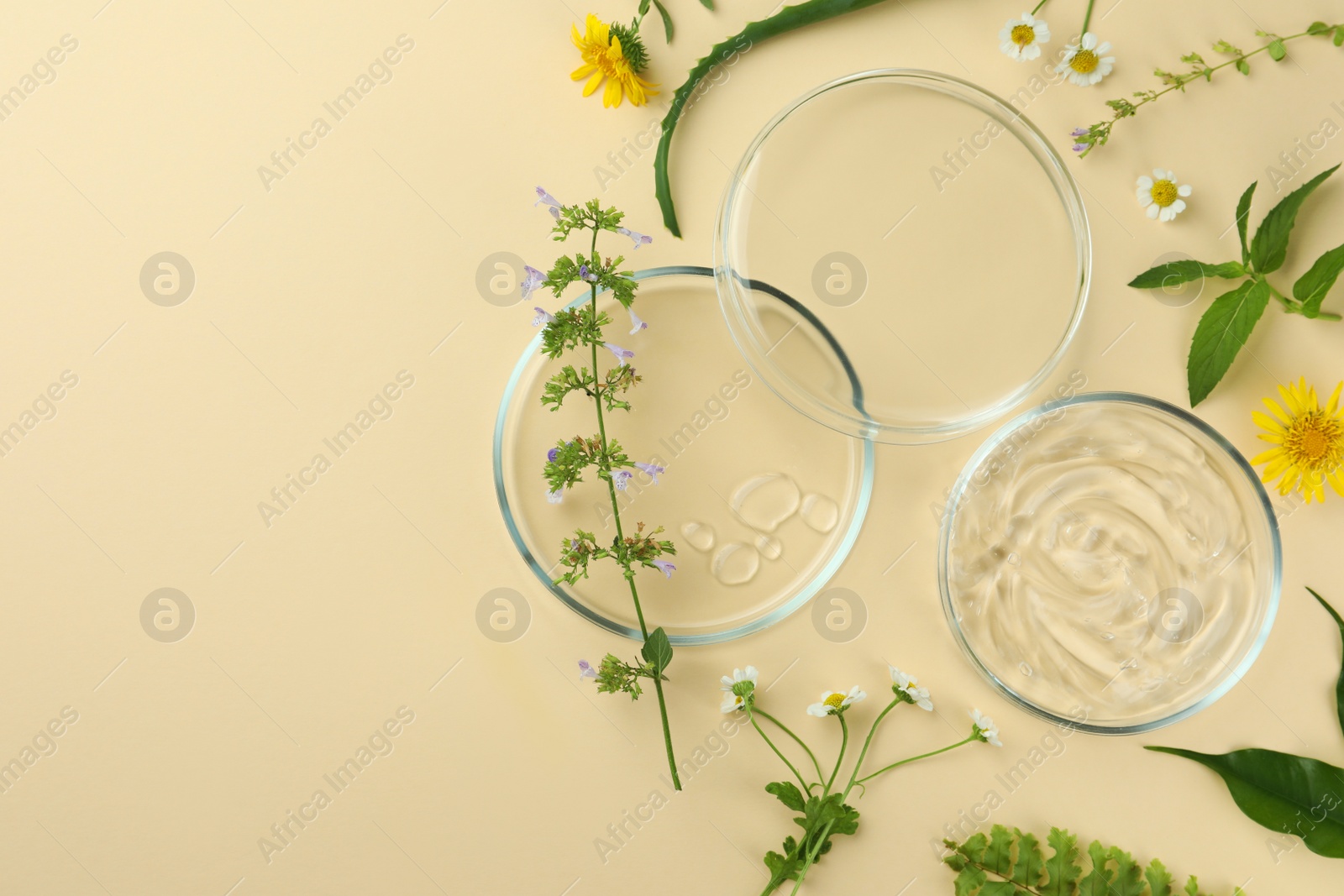 Photo of Flat lay composition with Petri dishes and plants on beige background. Space for text