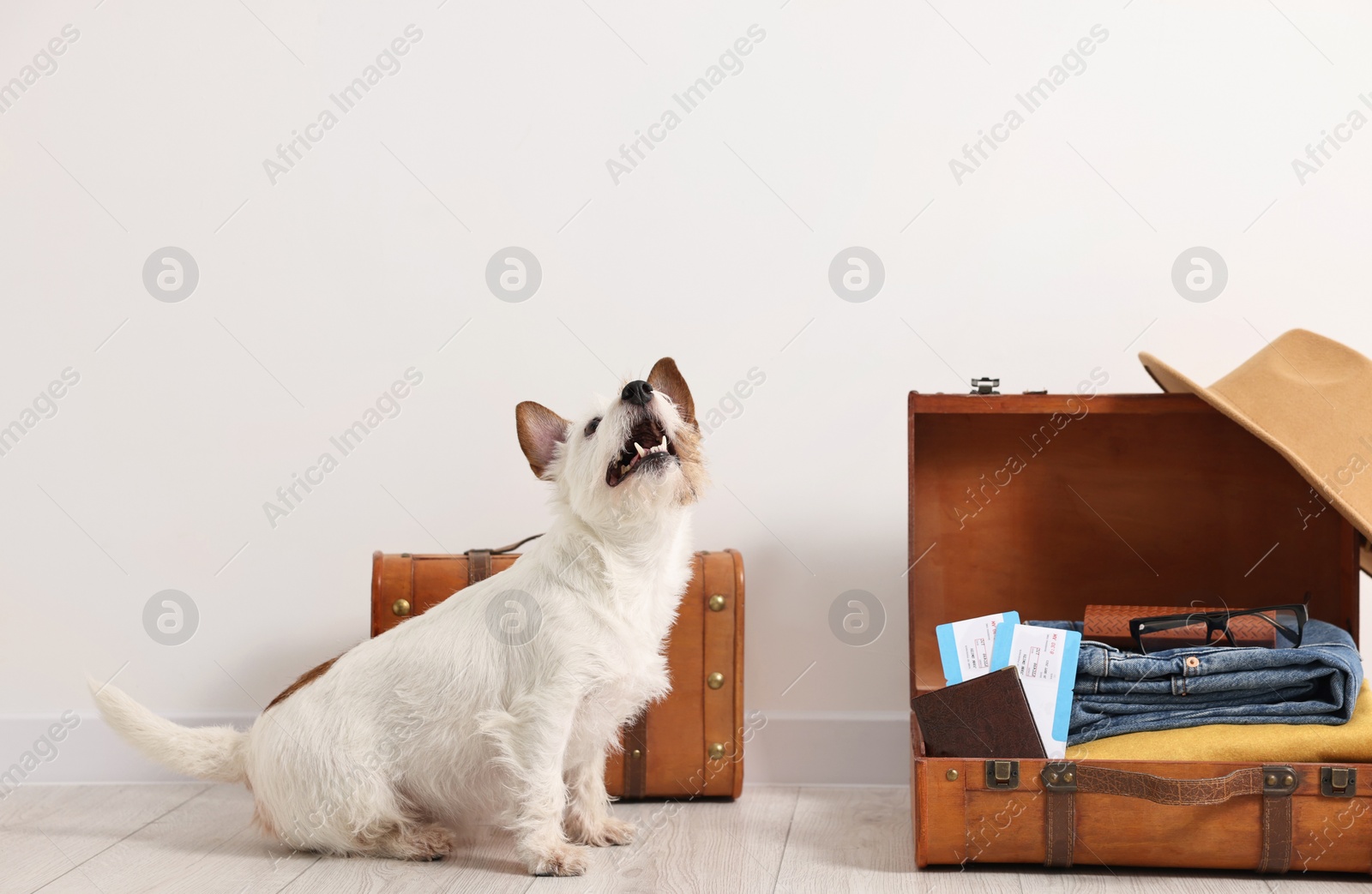 Photo of Travel with pet. Dog, clothes, passport, tickets and suitcase indoors