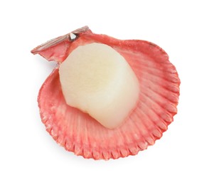 Fresh raw scallop in shell isolated on white, top view