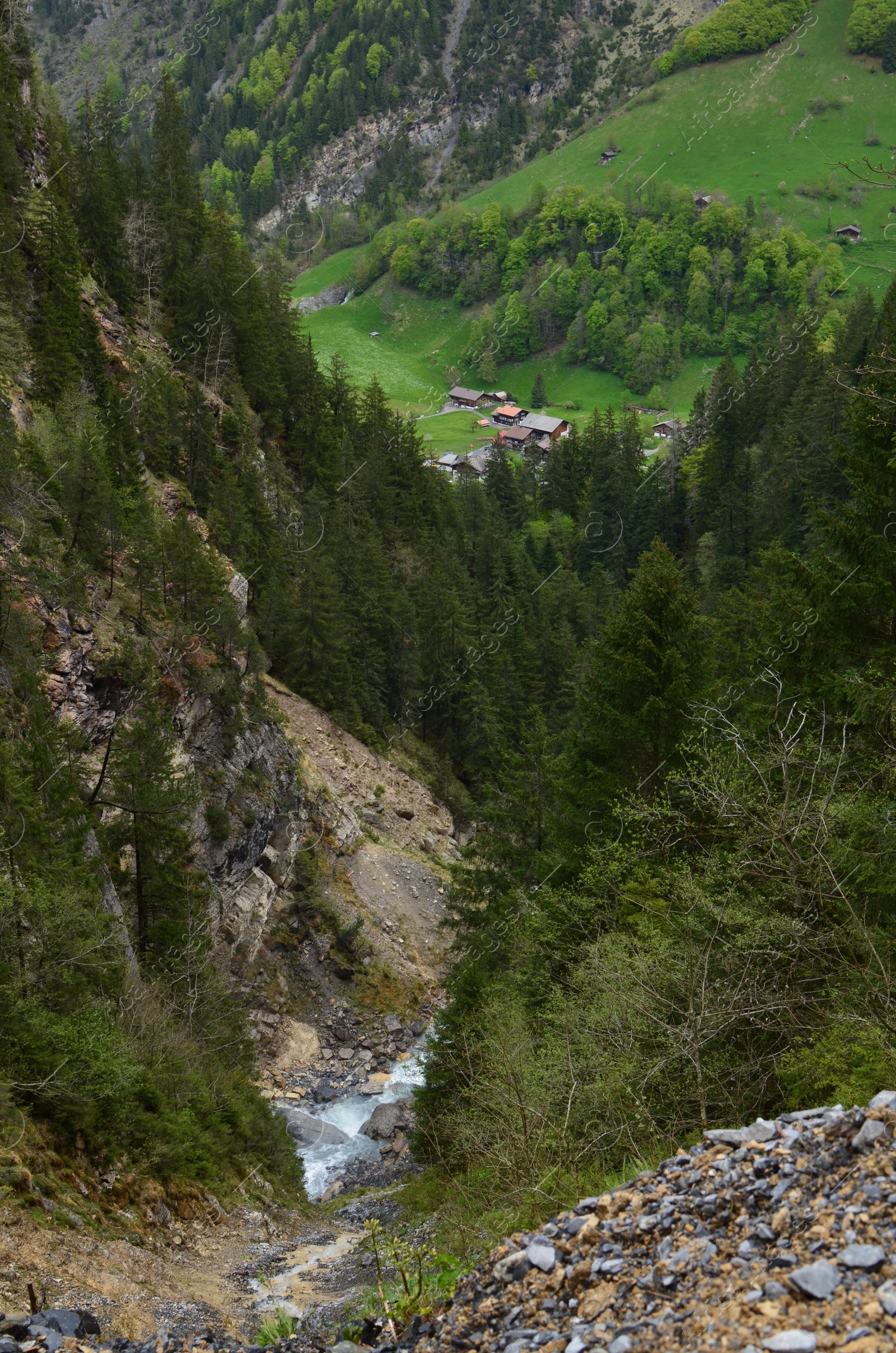 Photo of Picturesque view of conifer forest and valley in mountains