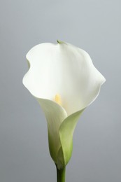 Beautiful calla lily flower on white background