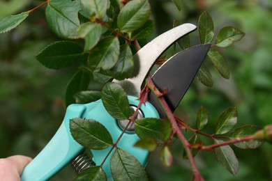 Photo of Pruning tree branch by secateurs outdoors, closeup