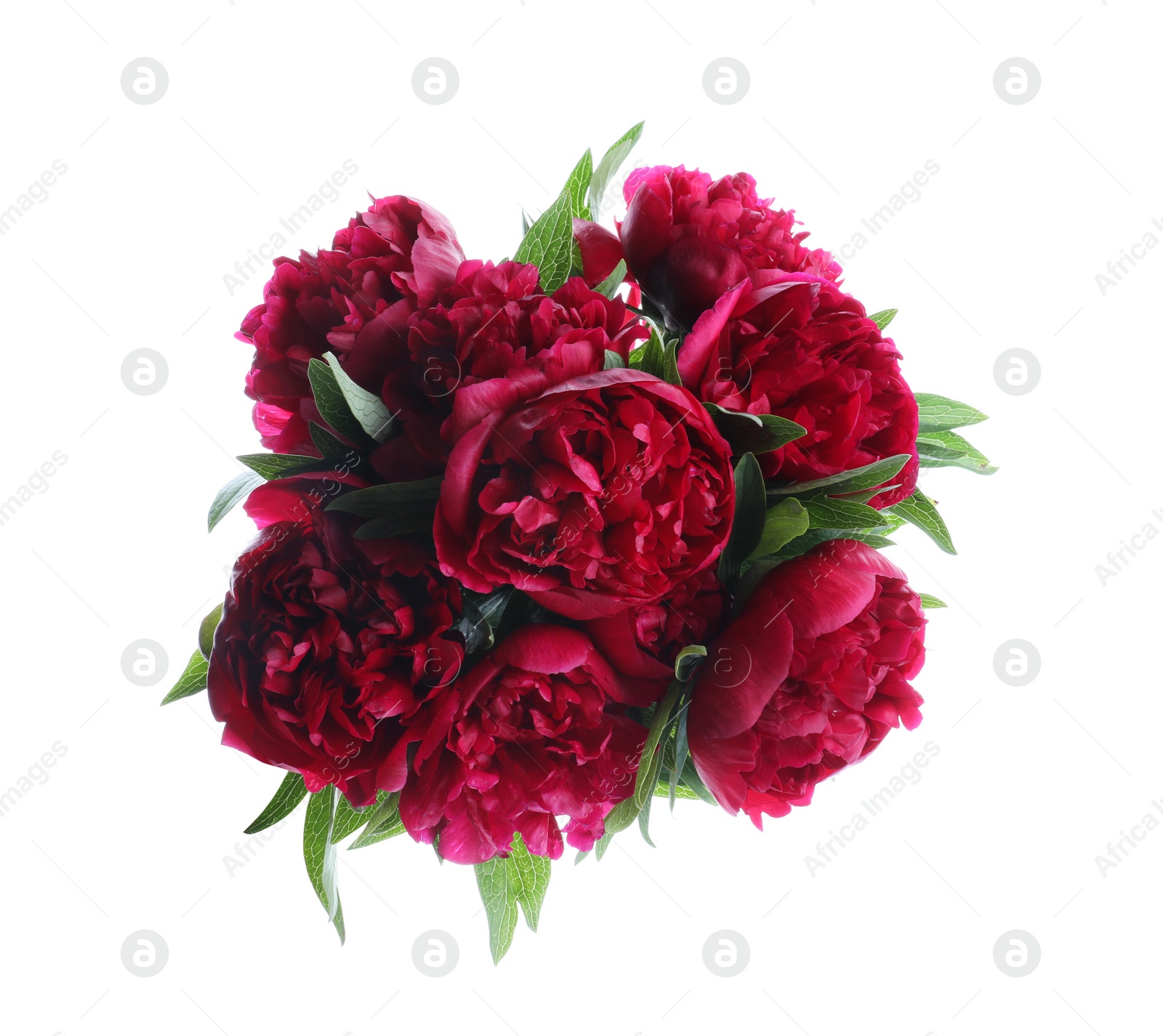 Photo of Bouquet of beautiful red peonies isolated on white