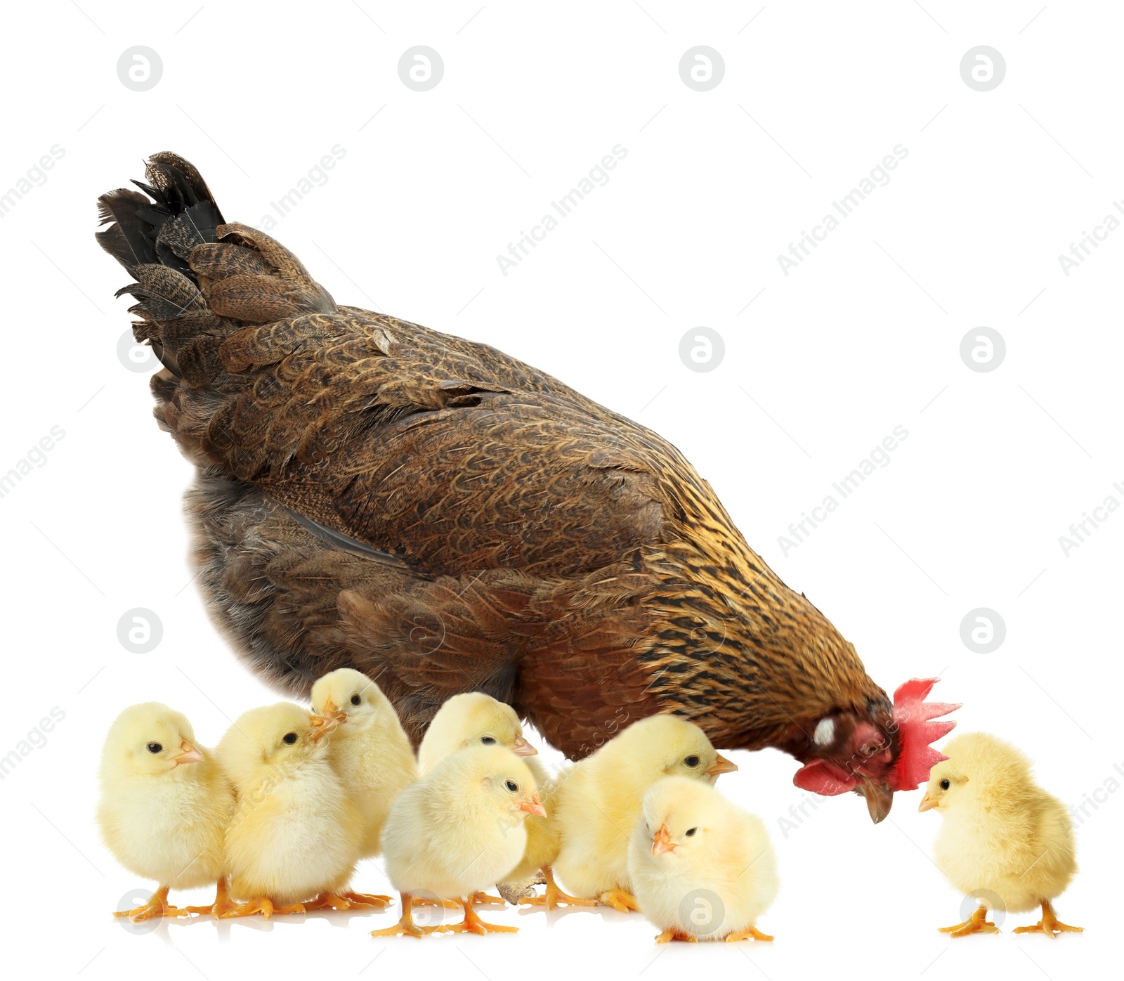 Image of Hen with cute chickens on white background