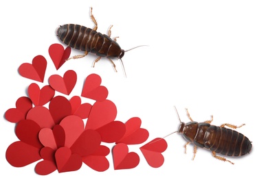 Image of Valentine's Day Promotion Name Roach - QUIT BUGGING ME. Cockroaches and small paper hearts on white background, flat lay 