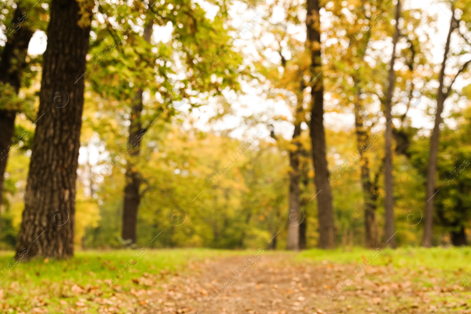 Photo of Blurred view of beautiful forest with trees on autumn day